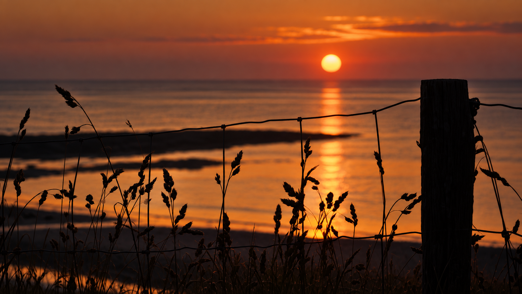 Grass Sunset